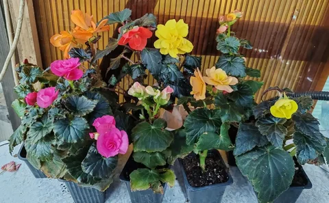 Продажа бегоний - Бижутерия в Энгельс