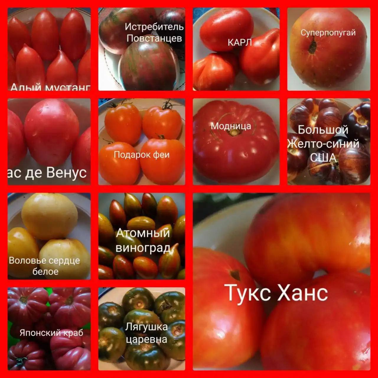 Семена элитных коллекционных томатов - Садоводство (Хобби и отдых) в Саратов