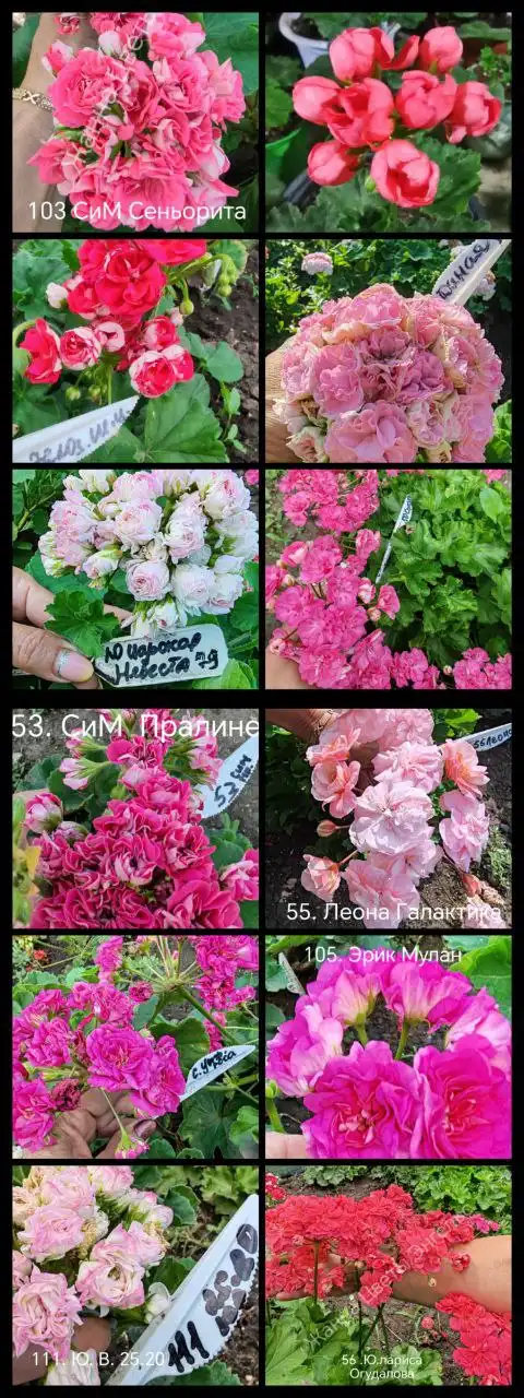 Продажа пеларгоний в Энгельсе - Растения (Барахолка) в Энгельс