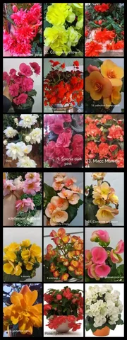 Продажа бегоний в Энгельсе - Хобби и отдых в Энгельс