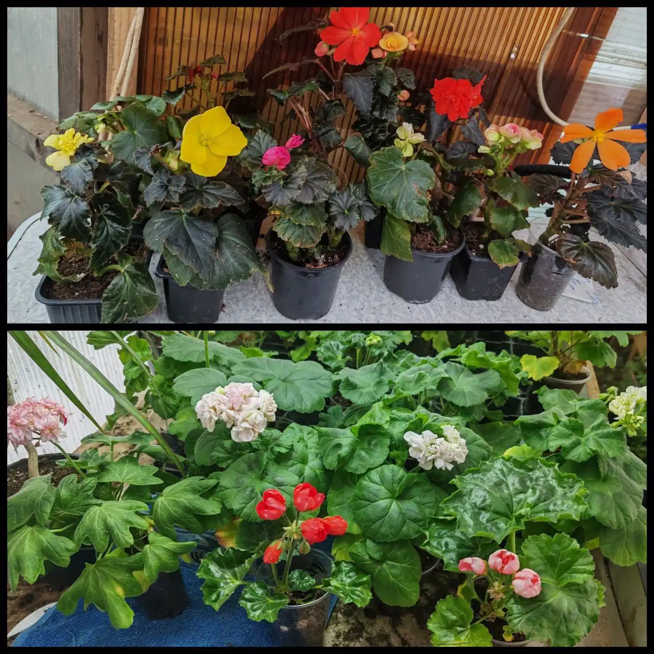 Продажа бегоний и пеларгоний в Энгельсе - Растения (Барахолка) в Энгельс