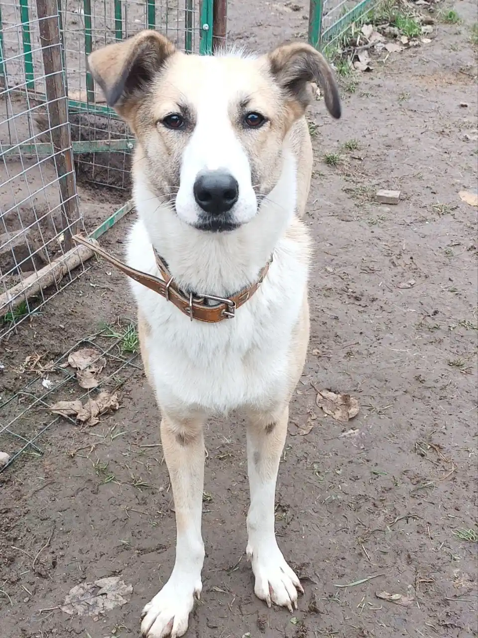 Ищем дом и семью для Форти