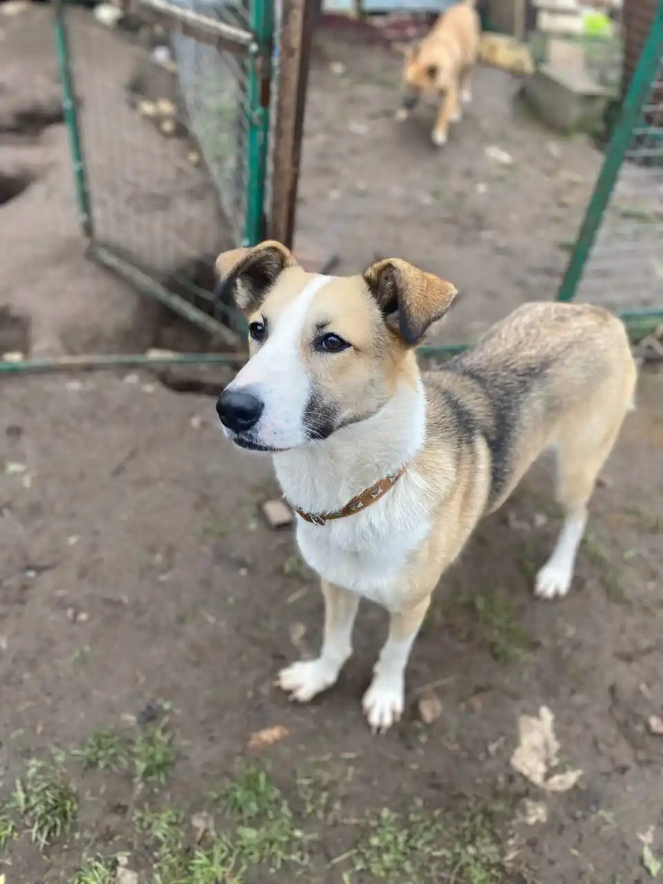 Ищем дом и семью для Форти