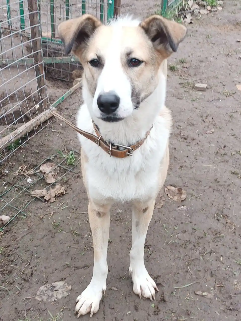 Ищем дом и семью для Форти