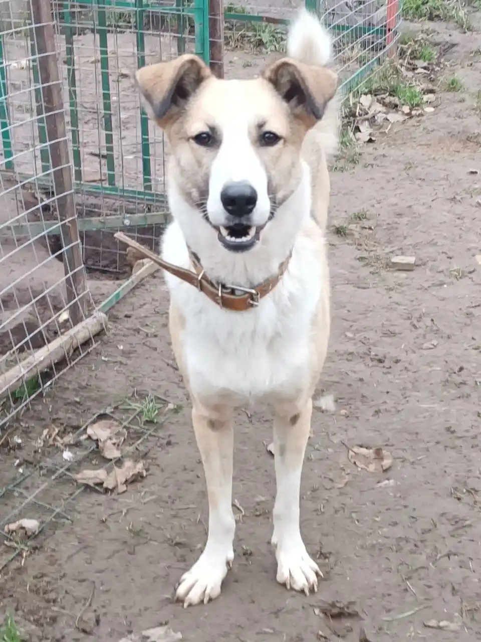 Ищем дом и семью для Форти