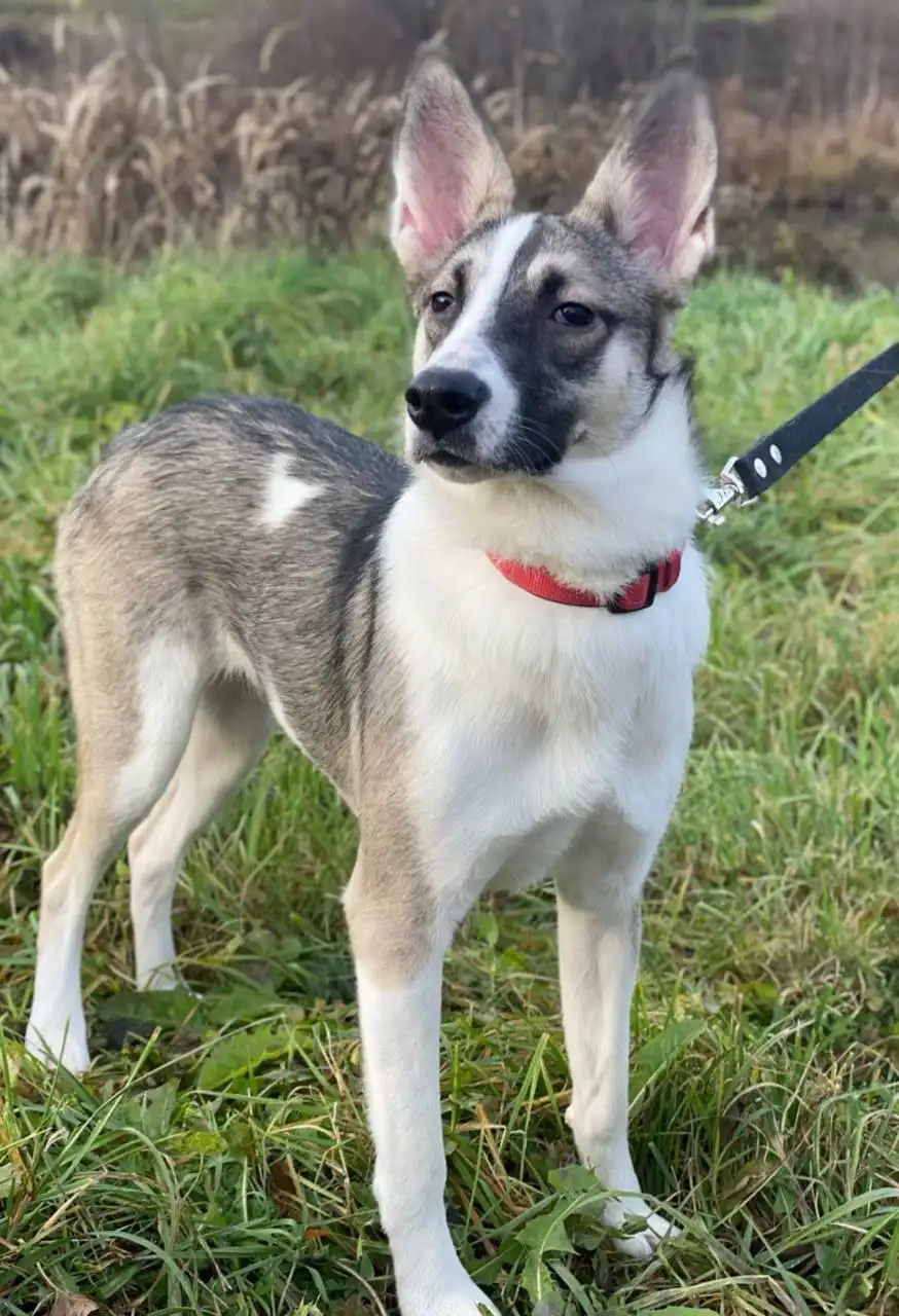 Тори ищет новый дом