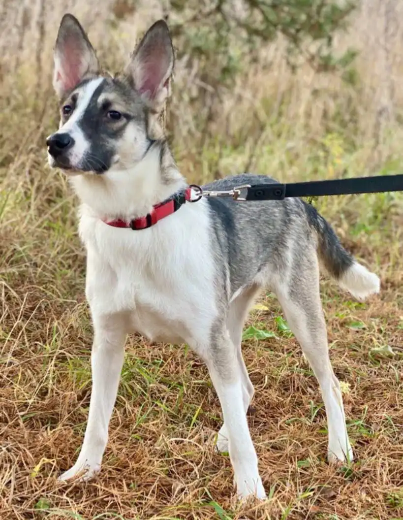 Тори ищет новый дом