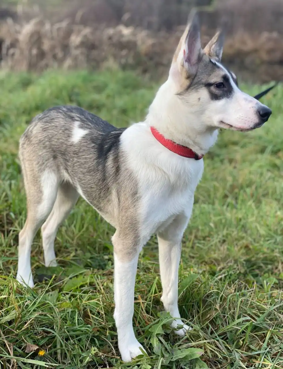 Тори ищет новый дом