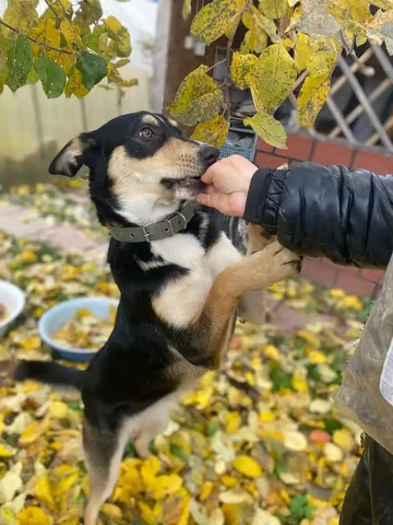 Боня ищет дом и семью - Животные в Нижний Новгород