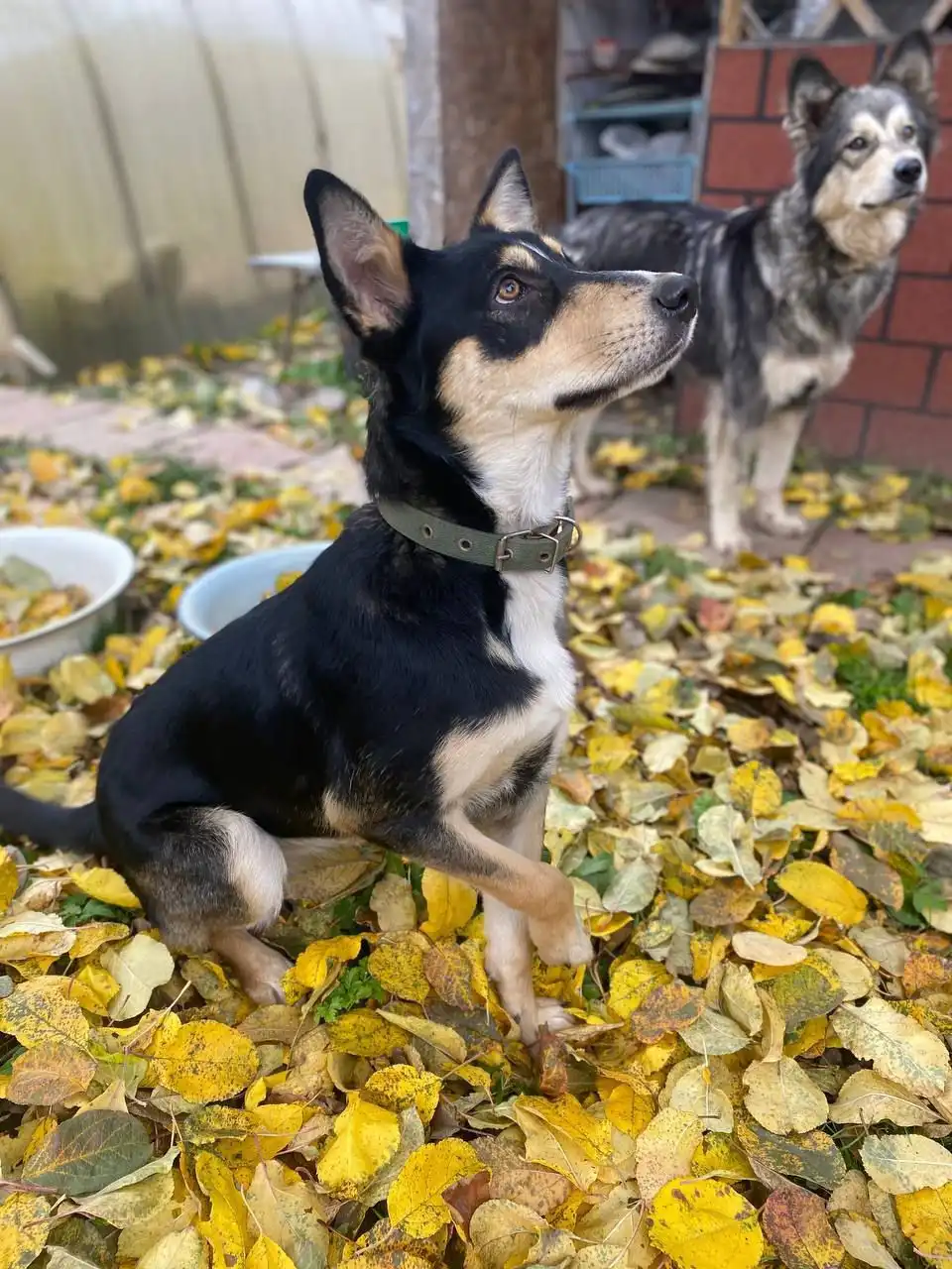 Боня ищет дом и семью