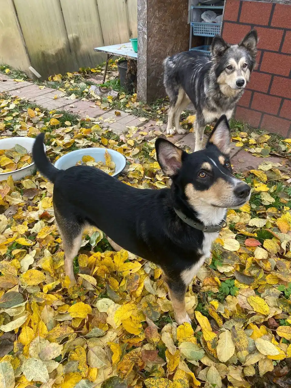 Боня ищет дом и семью