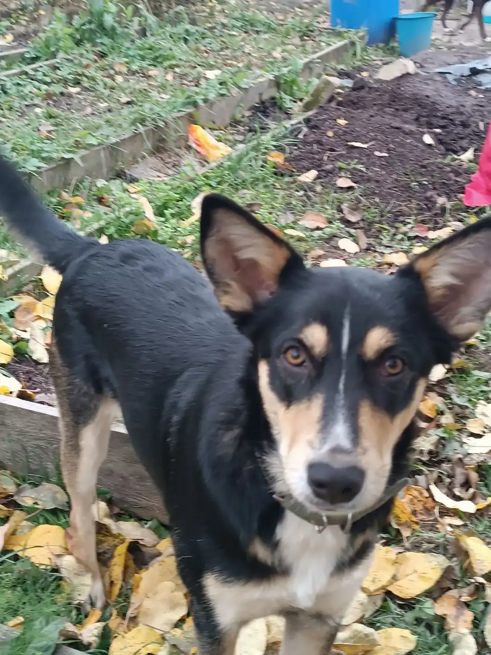 Боня ищет дом и семью