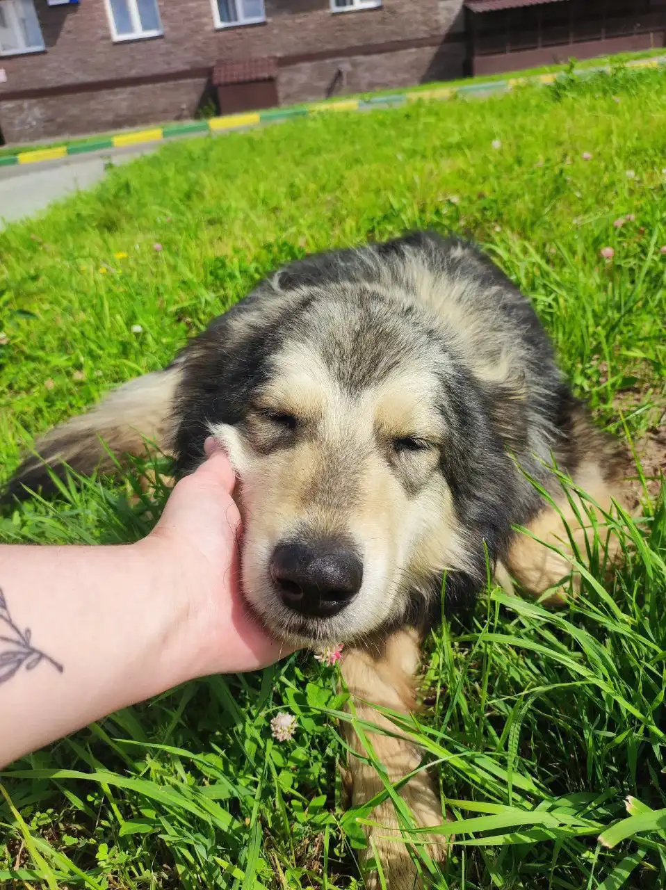 Пес Граф ищет дом и семью