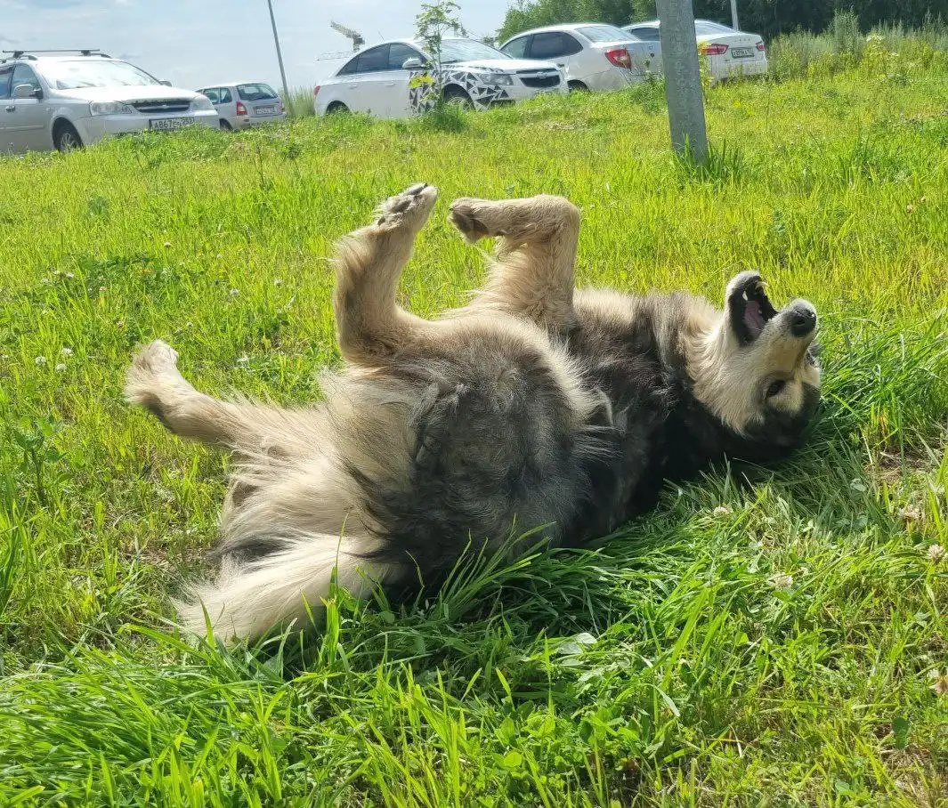 Пес Граф ищет дом и семью