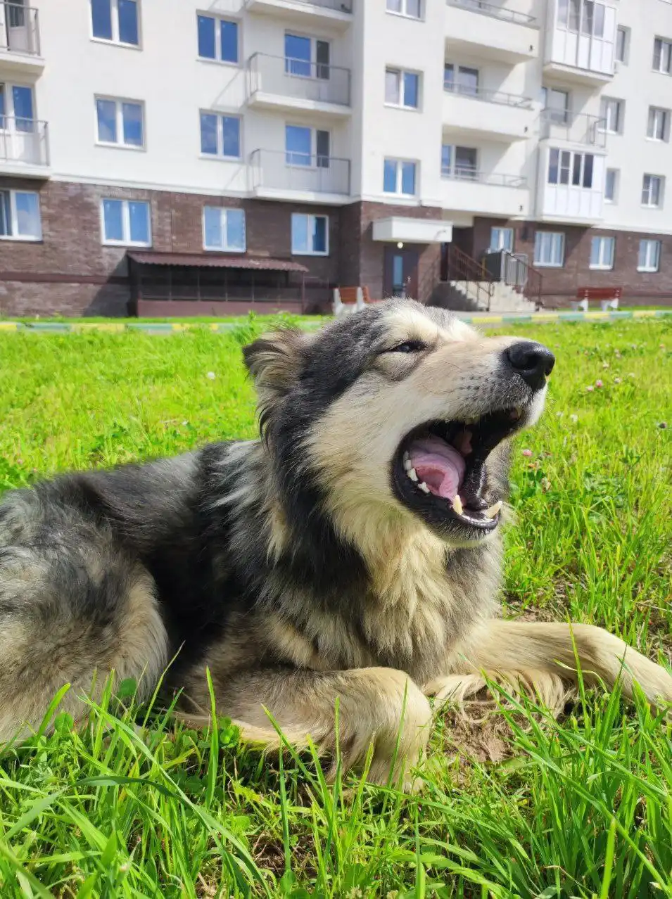 Пес Граф ищет дом и семью