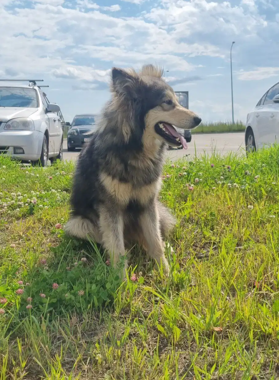 Пес Граф ищет дом и семью