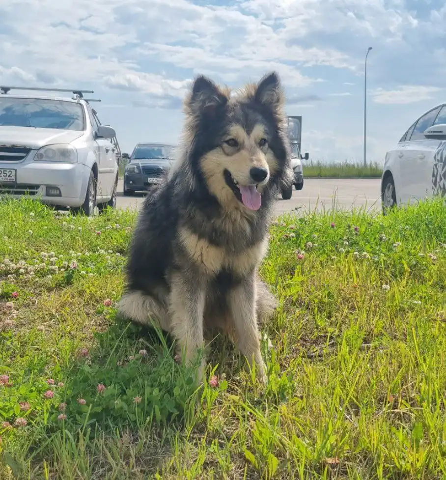 Пес Граф ищет дом и семью