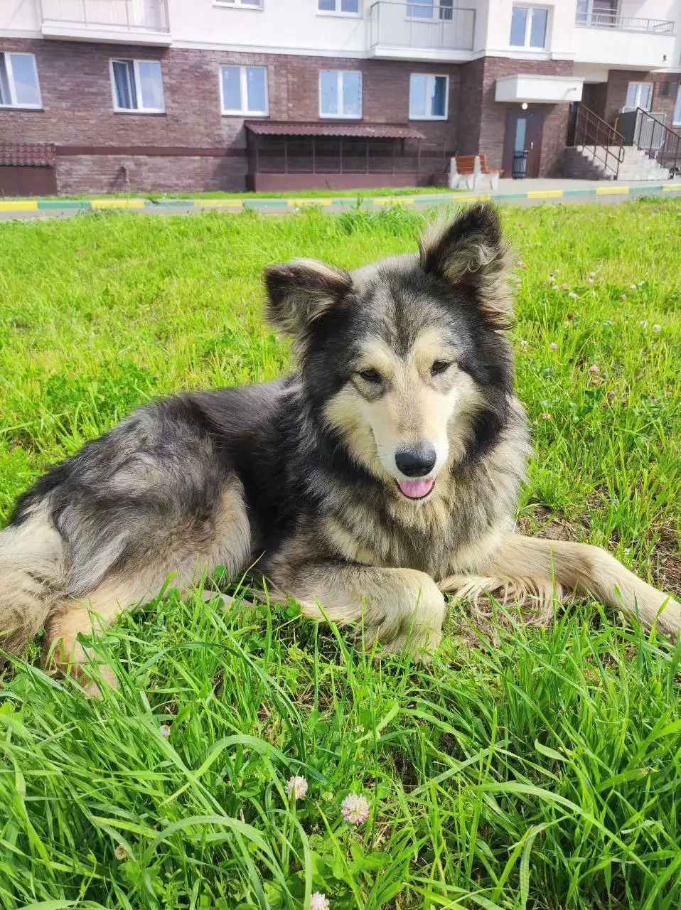 Пес Граф ищет дом и семью