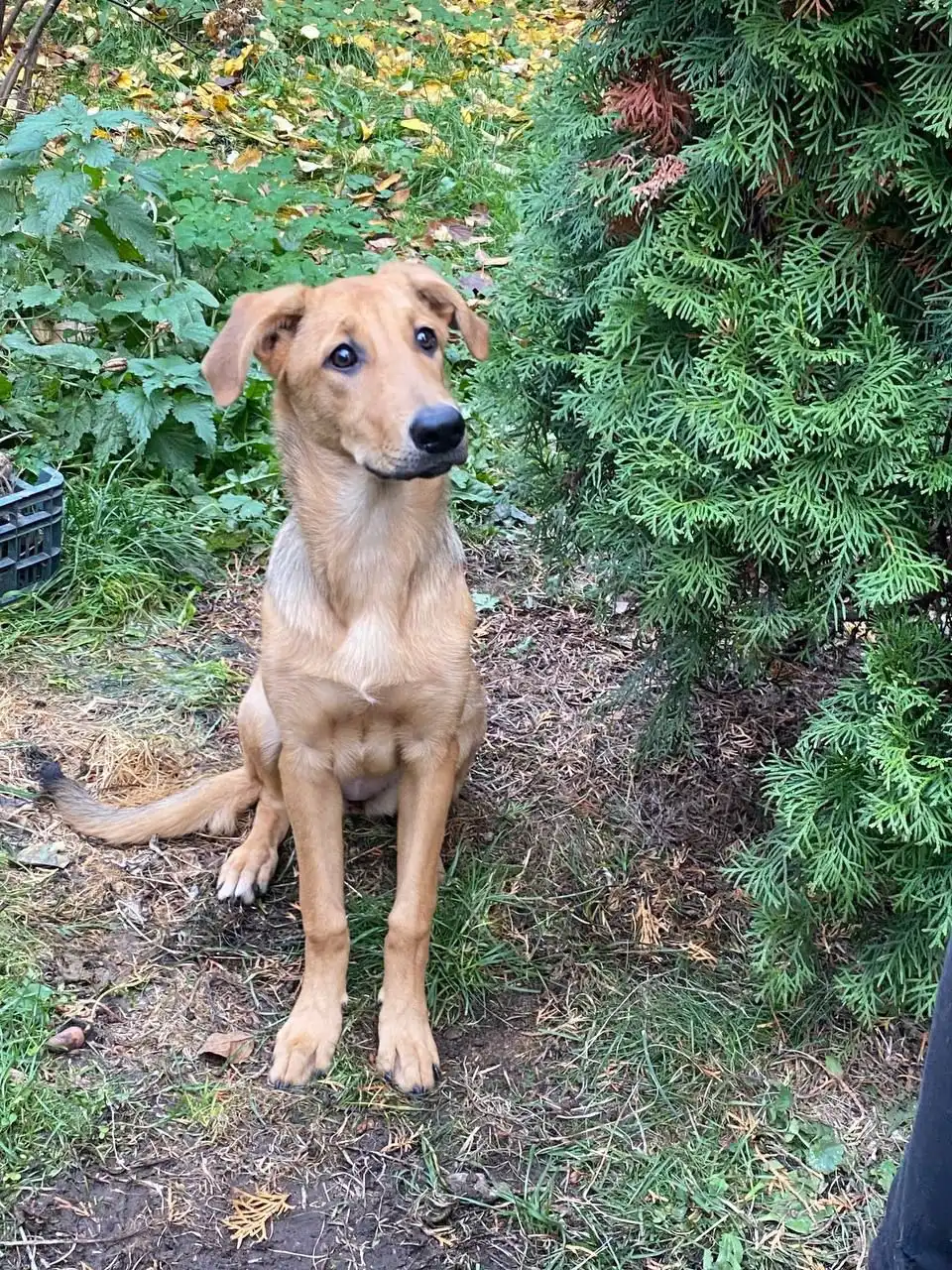 Ищем семью для щенка Златы