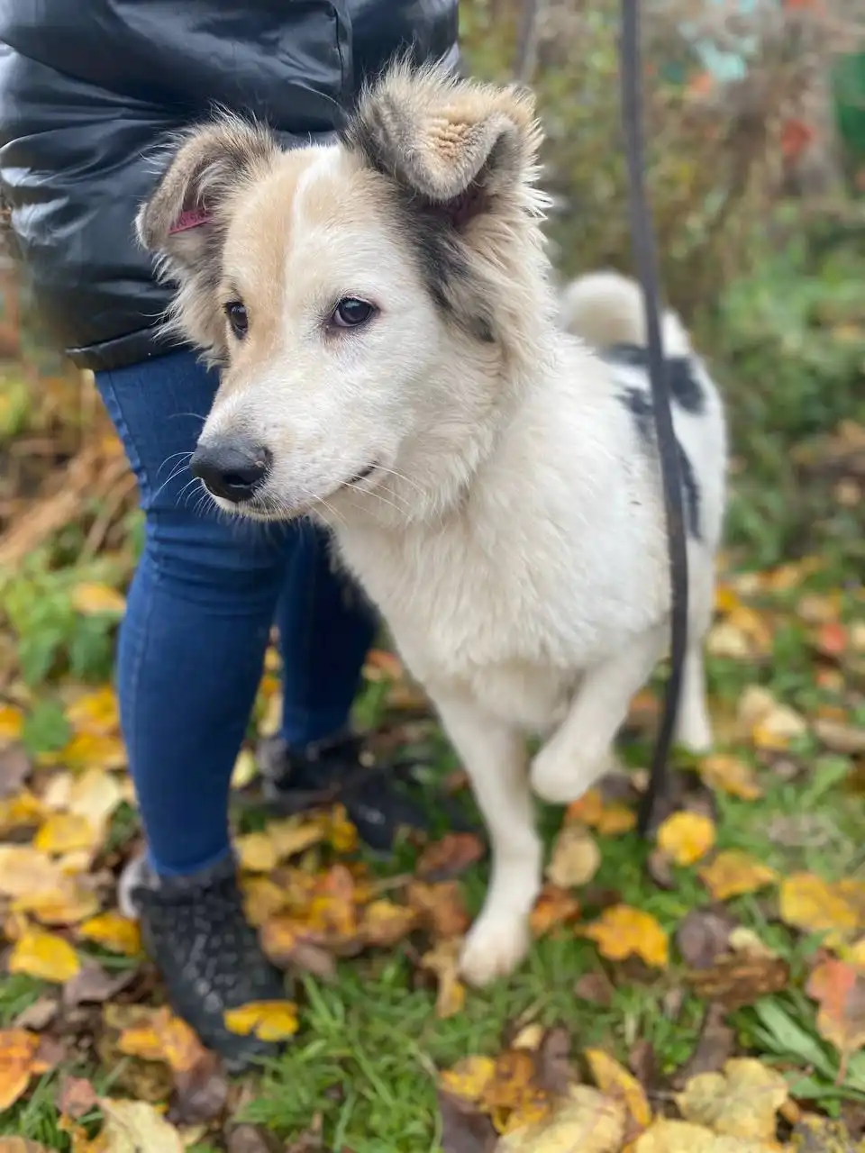 Бим ищет дом и семью