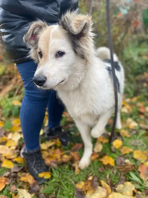 Бим ищет дом и семью - Животные в Нижний Новгород