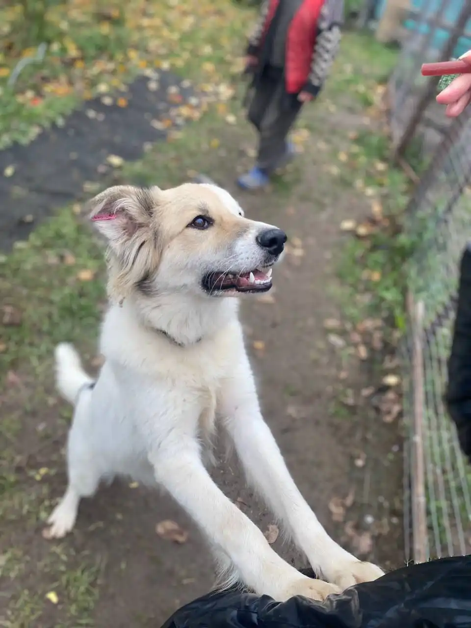 Бим ищет дом и семью