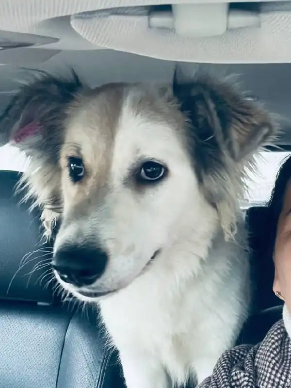 Бим ищет дом и семью