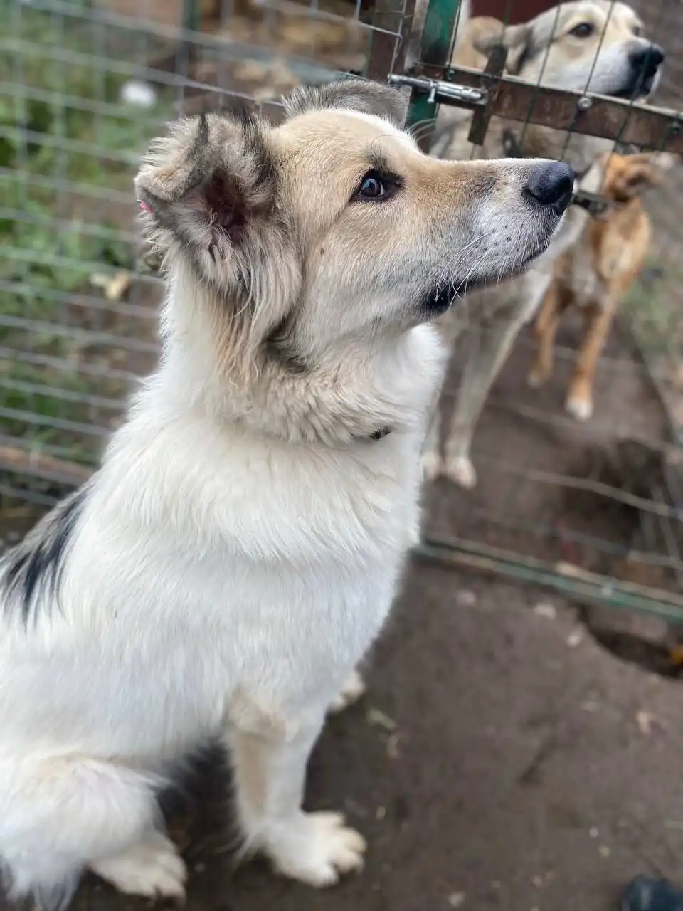 Бим ищет дом и семью