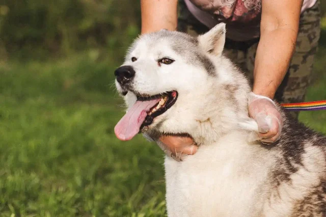 Хаски мальчик 4 года ищет хозяина - Животные в Нижний Новгород