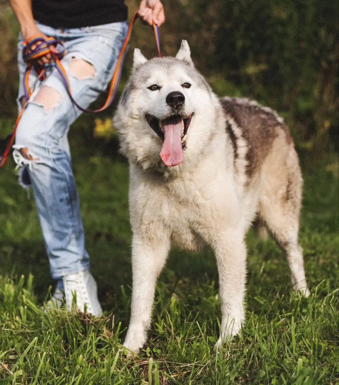 Хаски мальчик 4 года ищет хозяина
