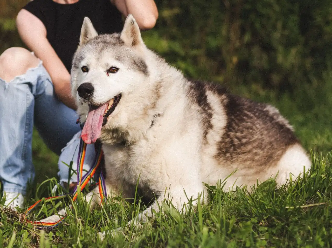 Хаски мальчик 4 года ищет хозяина