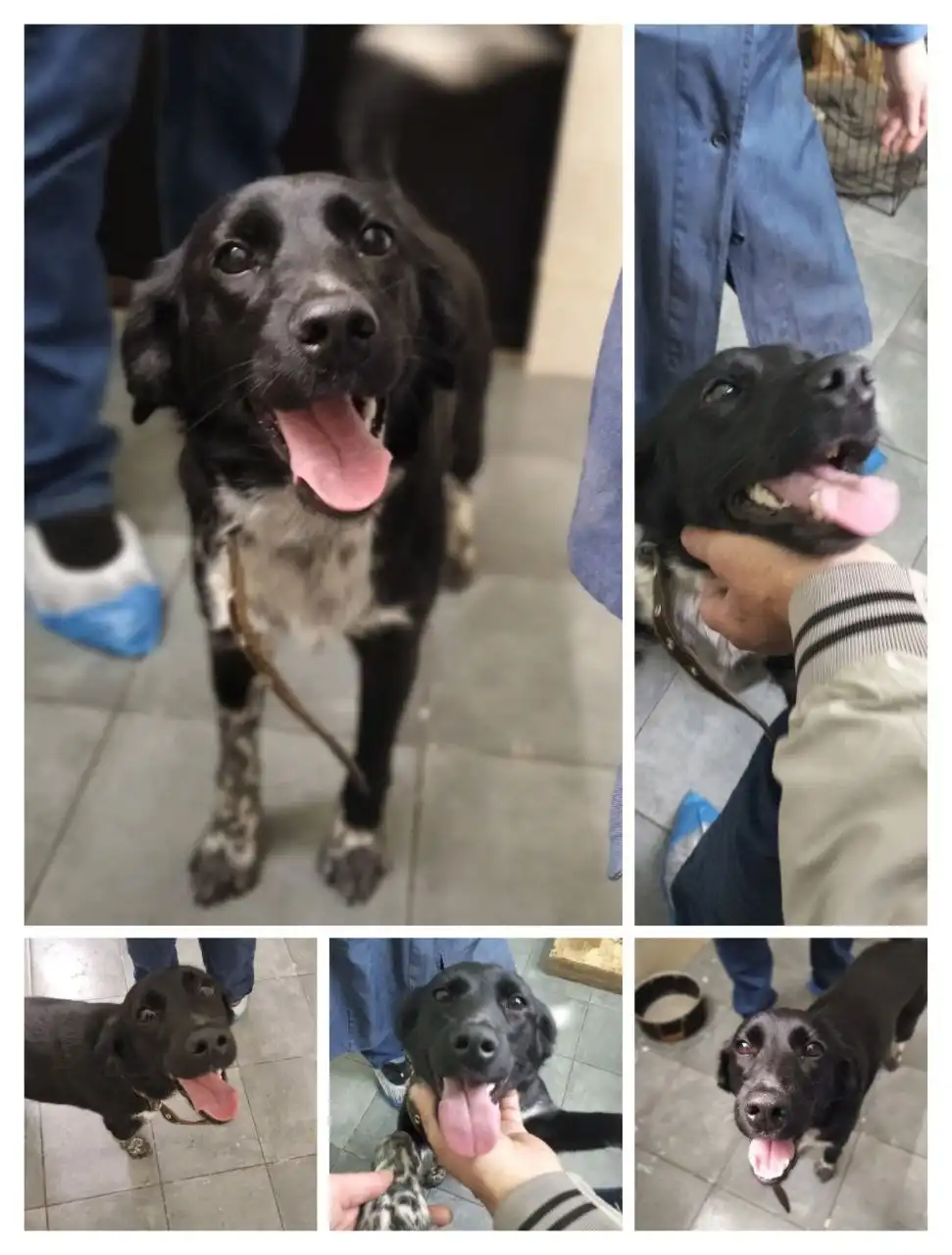 Силена - активная и общительная собака