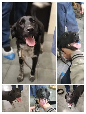 Силена - активная и общительная собака - Животные в Нижний Новгород