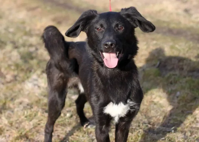 Даймонд ищет дом и семью - Животные в Нижний Новгород