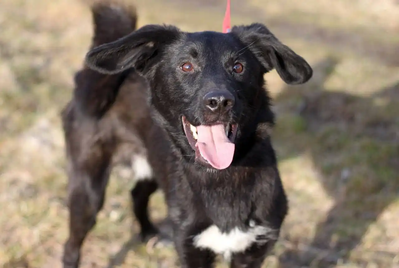 Даймонд ищет дом и семью