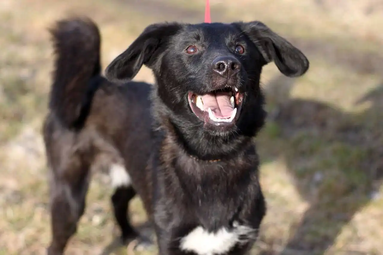 Даймонд ищет дом и семью