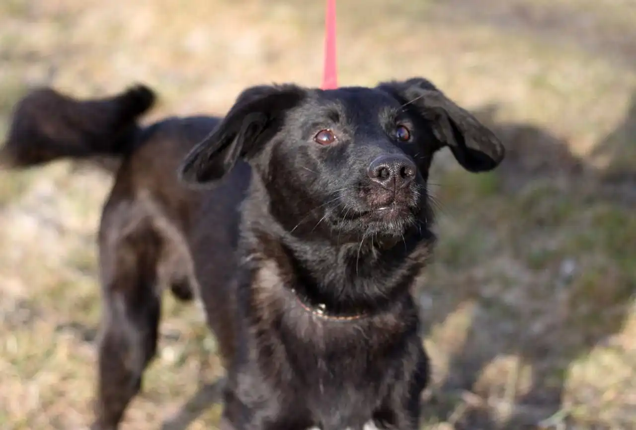 Даймонд ищет дом и семью