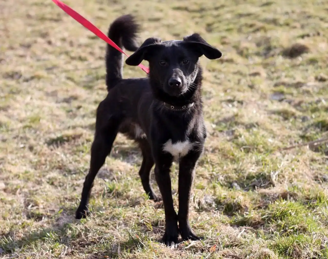 Даймонд ищет дом и семью