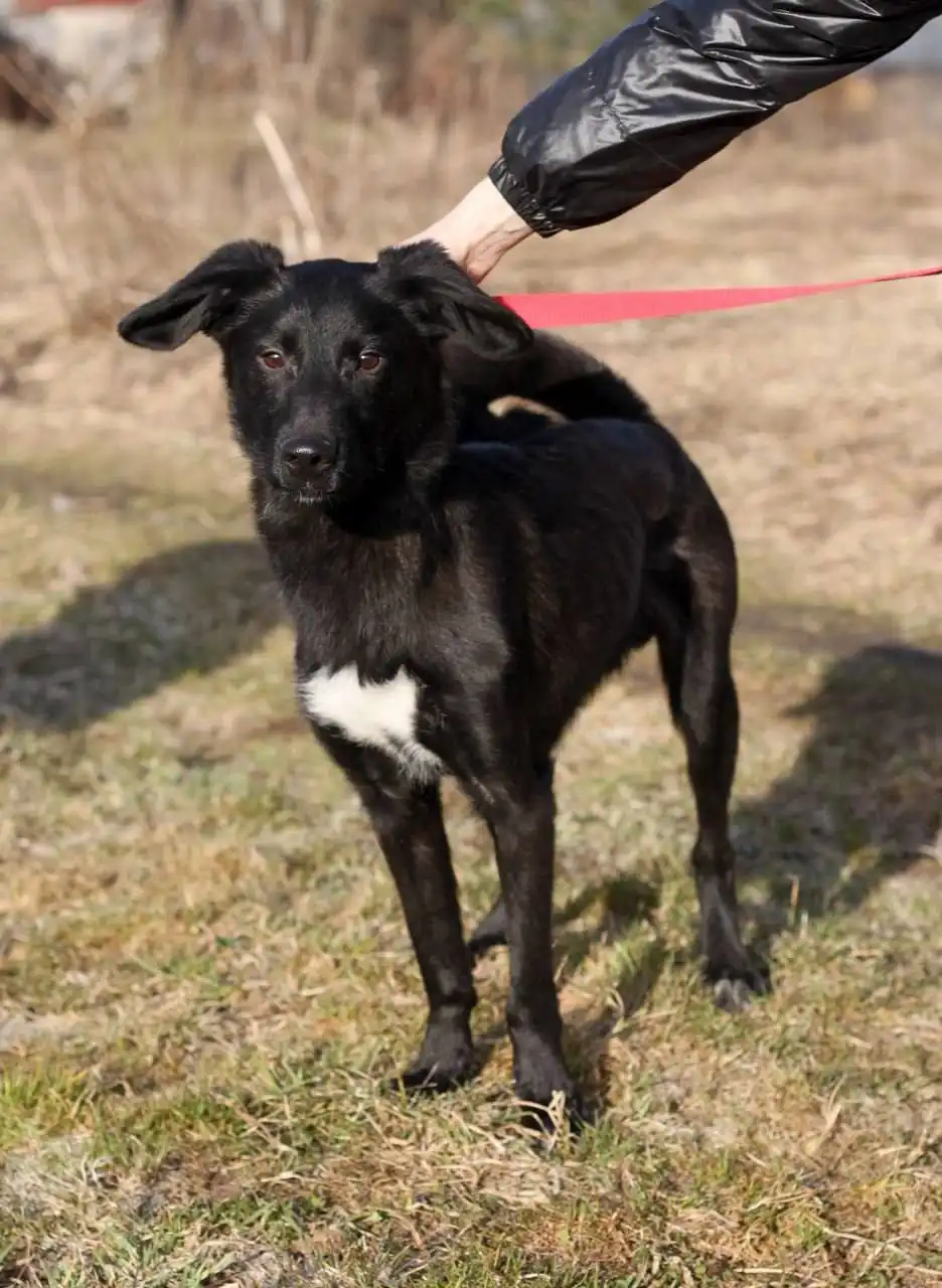 Даймонд ищет дом и семью