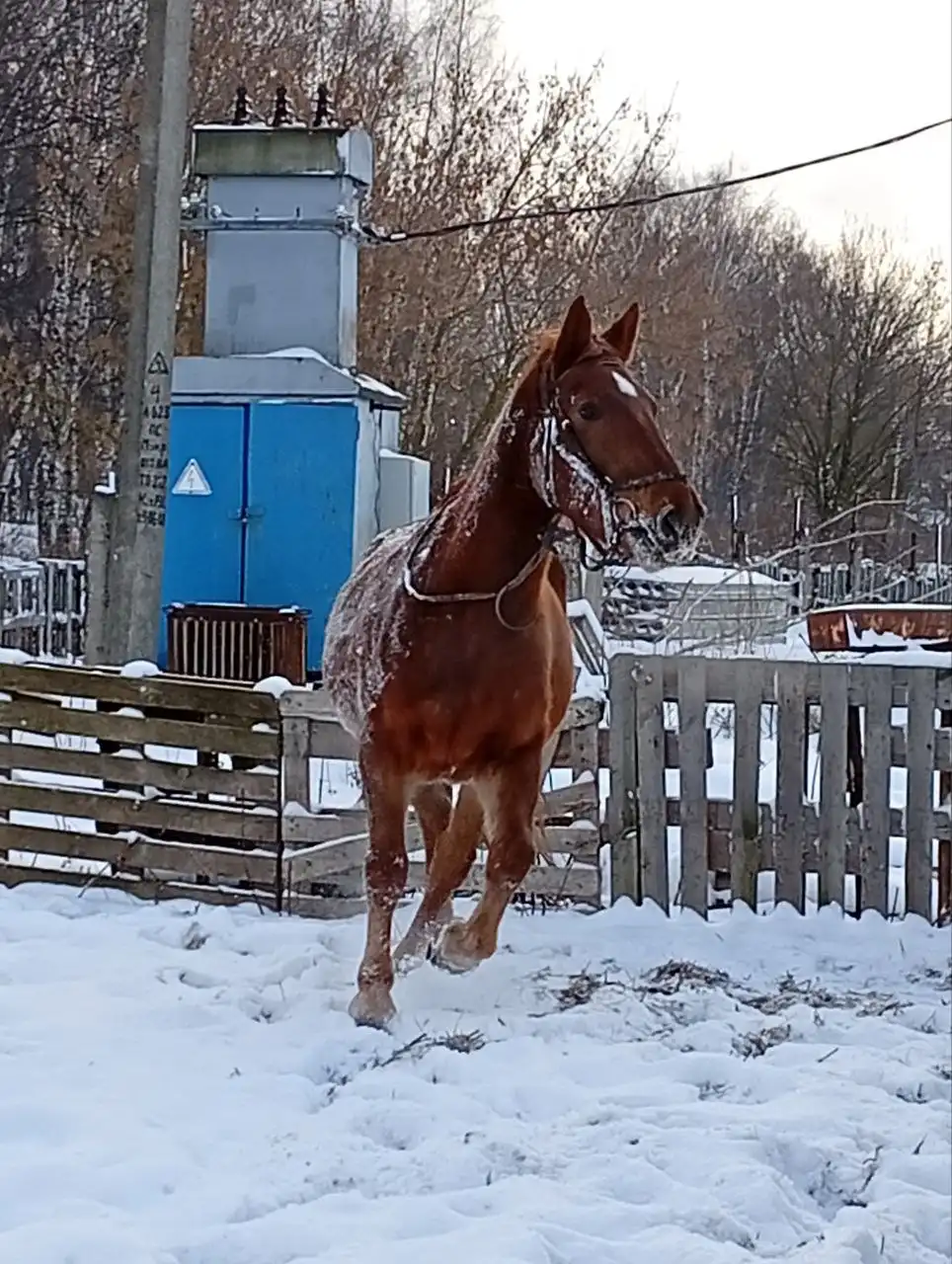 Конные прогулки и уроки верховой езды в деревне Чаглава
