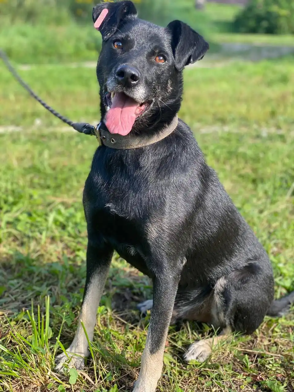 Отдам в добрые руки пса Яшу в Нижнем Новгороде - Животные в Нижний Новгород