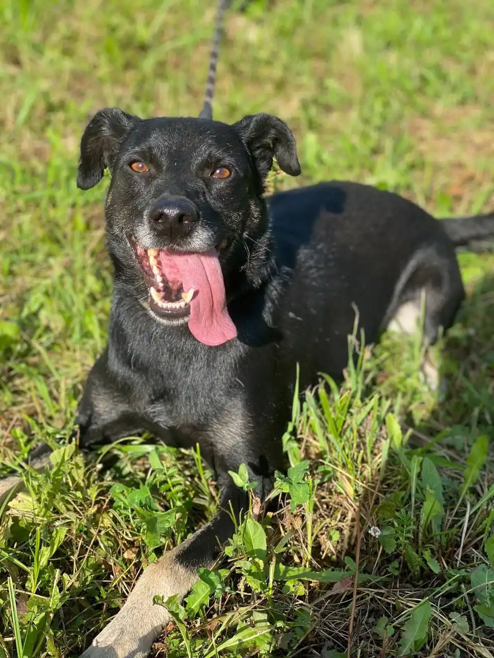 Отдам в добрые руки пса Яшу в Нижнем Новгороде