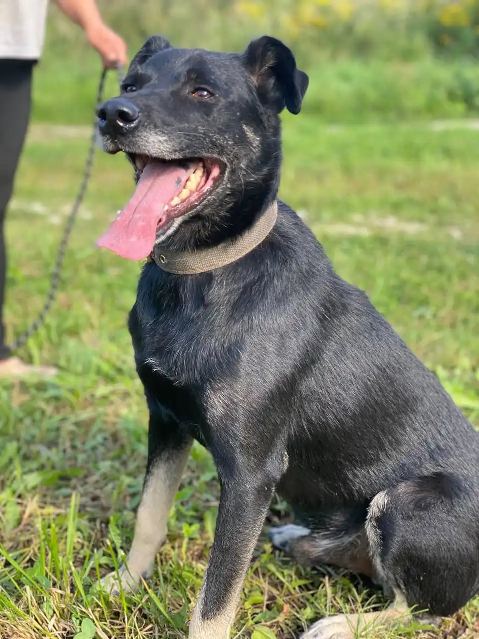 Отдам в добрые руки пса Яшу в Нижнем Новгороде