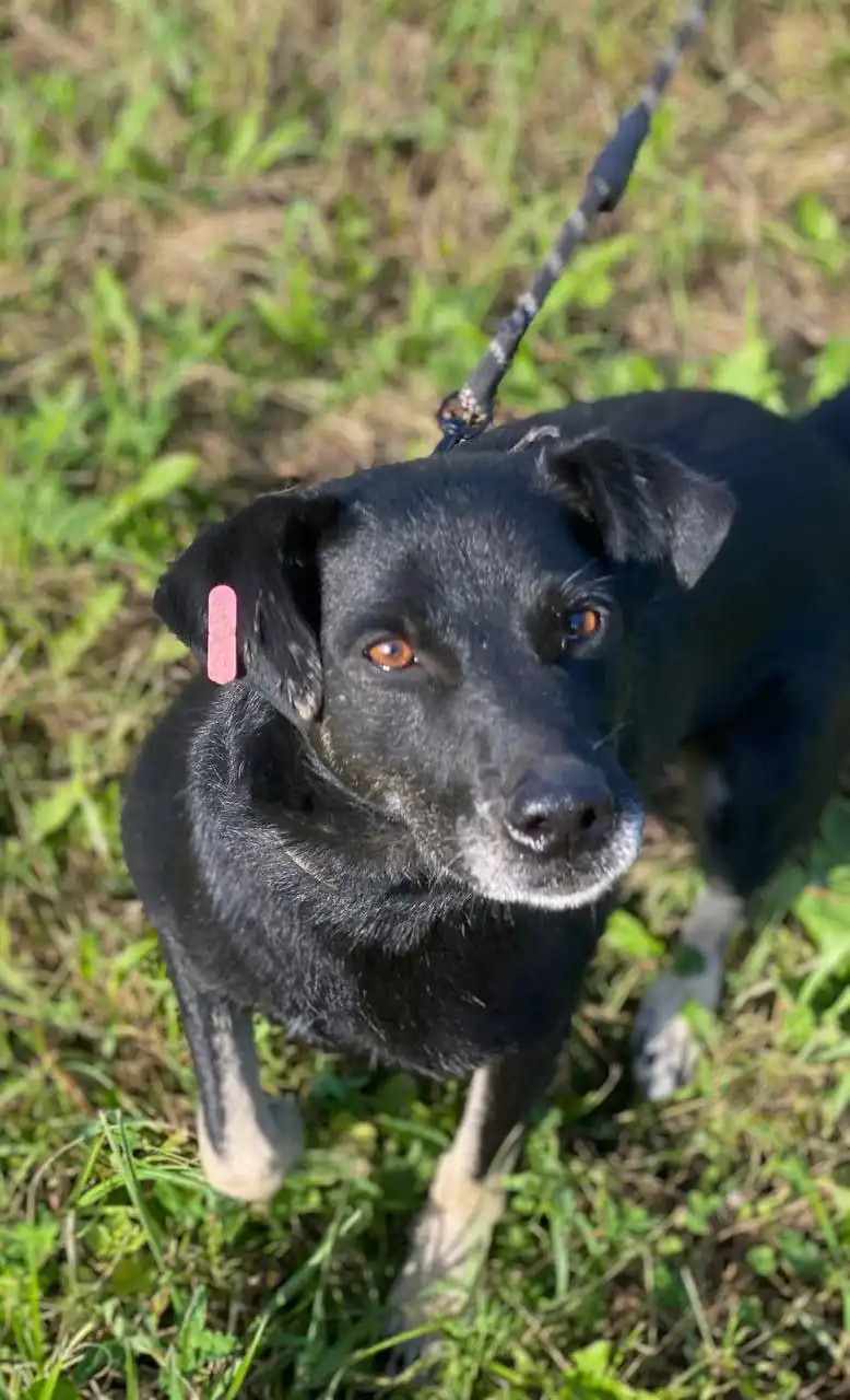 Отдам в добрые руки пса Яшу в Нижнем Новгороде