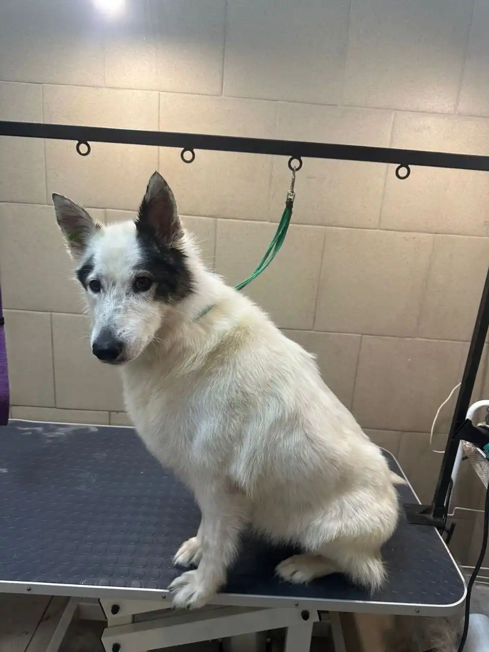 Снежка, стерилизованная собака 5-6 лет, спокойная