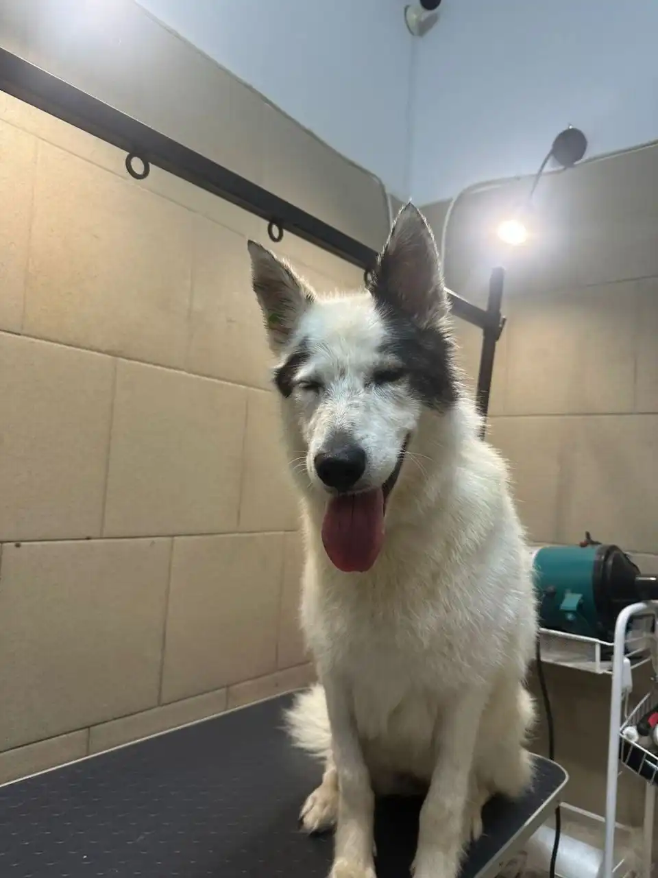 Снежка, стерилизованная собака 5-6 лет, спокойная