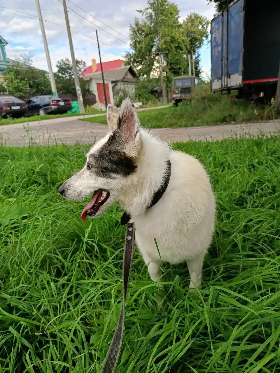 Снежка, стерилизованная собака 5-6 лет, спокойная