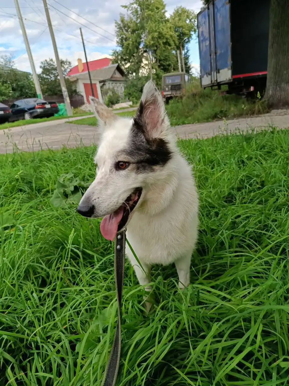 Снежка, стерилизованная собака 5-6 лет, спокойная