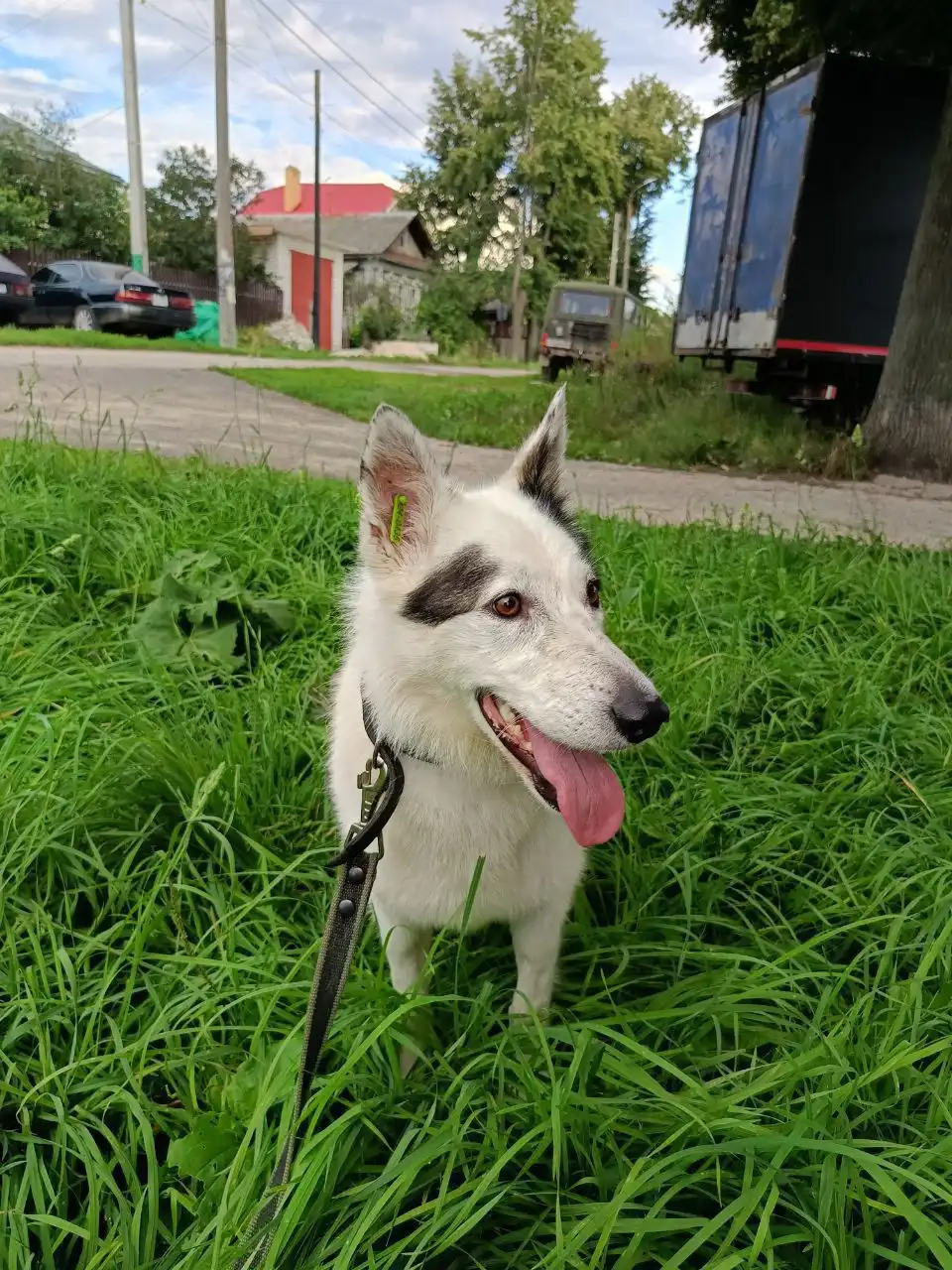 Снежка, стерилизованная собака 5-6 лет, спокойная