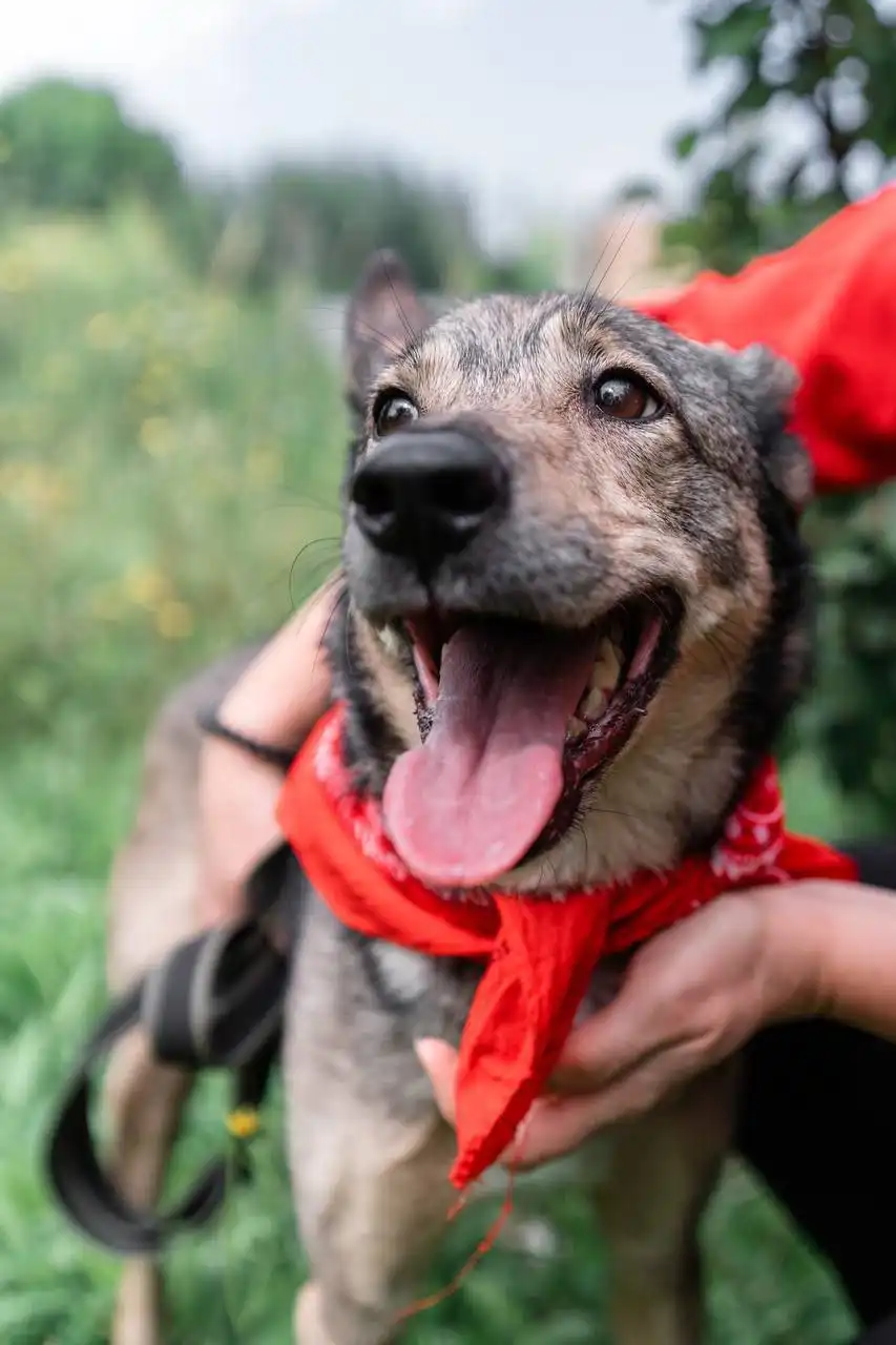 Ищет дом милая Дори